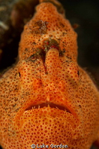F10, 1/250, ISO 100, 100mm Macro by Luke Gordon 